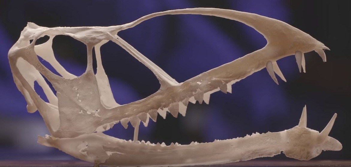 Pterosaurio. (Brigham Young University)