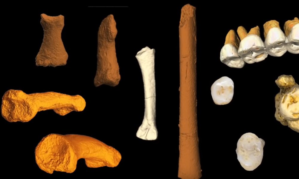 Fósiles de especies humanas extintas encontrados en una isla de Filipinas.