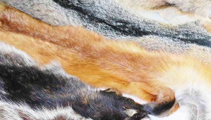 California prohíbe venta de productos de pieles de animales.