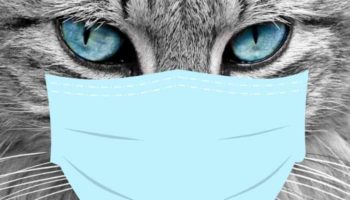 2 gatos domésticos dieron positivo por coronavirus en Nueva York