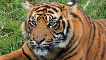Tigre en zoológico de EE. UU. da positivo por coronavirus