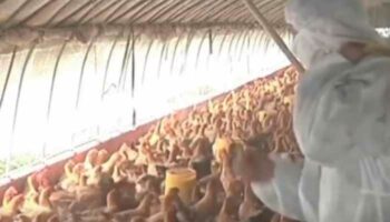 Camboya investiga casos de gripe aviar en humanos