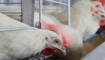 Brasil enfrenta emergencia zoosanitaria por gripe aviar