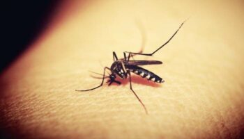 Primeros casos de malaria en EE. UU. diagnosticados en décadas