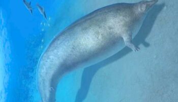 Ballena colosal de Perú desafía nuestra comprensión de la vida marina prehistórica
