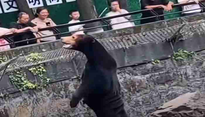 Zoológico chino niega que sus osos malayos sean personas disfrazadas