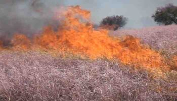 Especies de hierba no autóctonas contribuyeron a la ferocidad del incendio forestal de Hawái