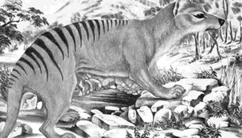 El tigre de Tasmania se convierte en el primer animal extinto al que se le extrae su ARN