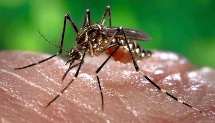 Brote mortal de dengue en América Latina genera preocupación mundial