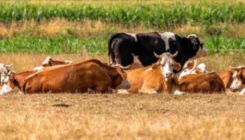 La influenza aviar detectada en vacas lecheras genera inquietudes y preguntas
