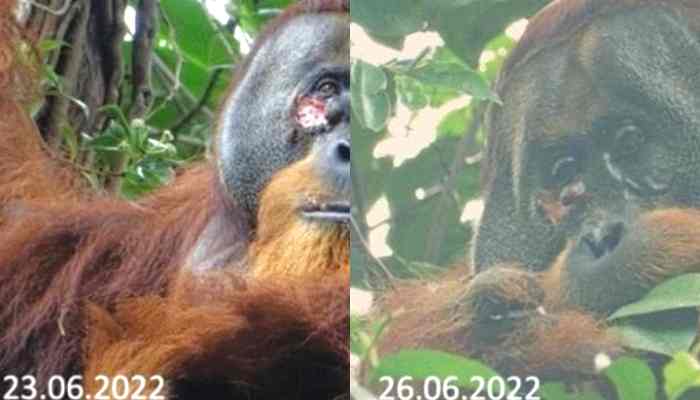 Orangután Rakus utiliza una planta medicinal para auto curarse una herida facial